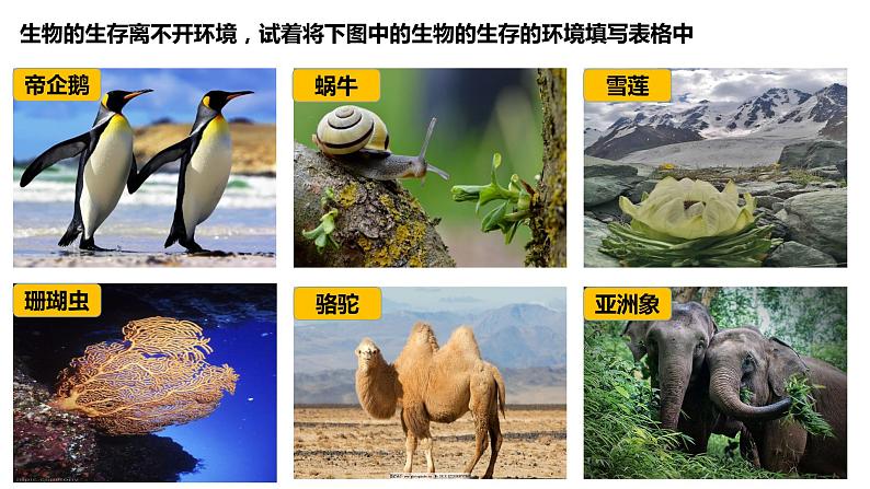 2020-2021七年级生物上册第二章第1节 生物生存的环境课件PPT第4页