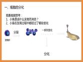 （人教七上）2.2.2 动物体的结构层次 by 布林课件PPT