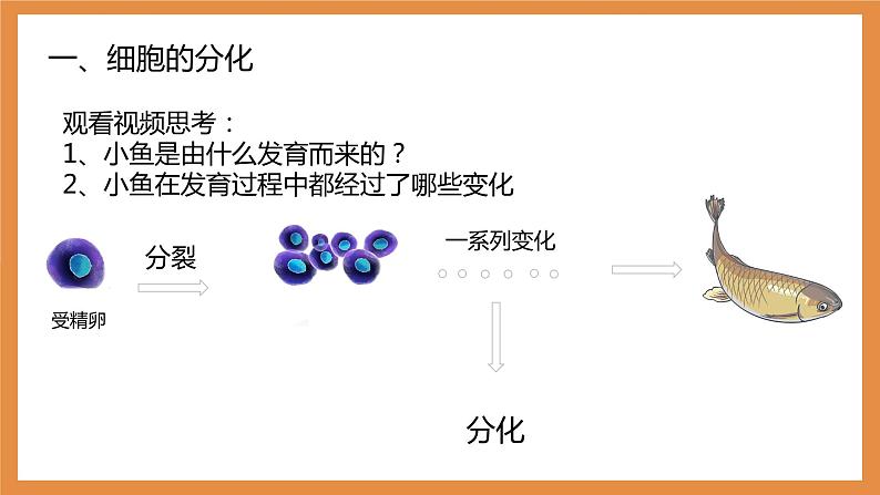 （人教七上）2.2.2 动物体的结构层次 by 布林课件PPT第2页