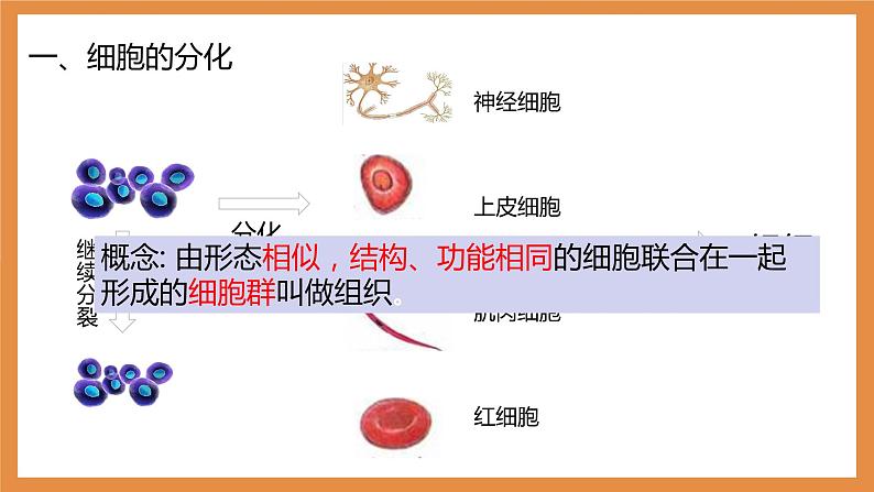 （人教七上）2.2.2 动物体的结构层次 by 布林课件PPT第4页