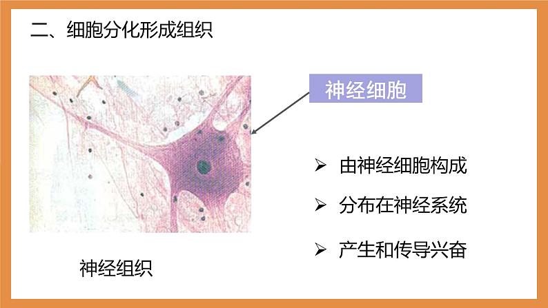 （人教七上）2.2.2 动物体的结构层次 by 布林课件PPT第7页