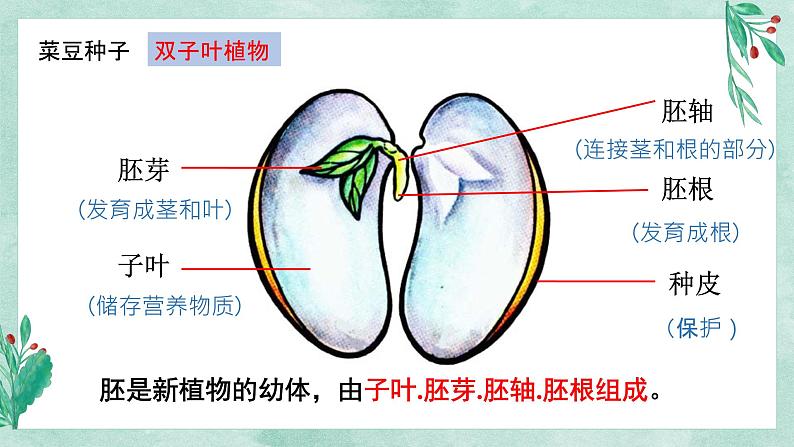 （人教七上）3.1.2 种子植物 by 布林课件PPT第5页