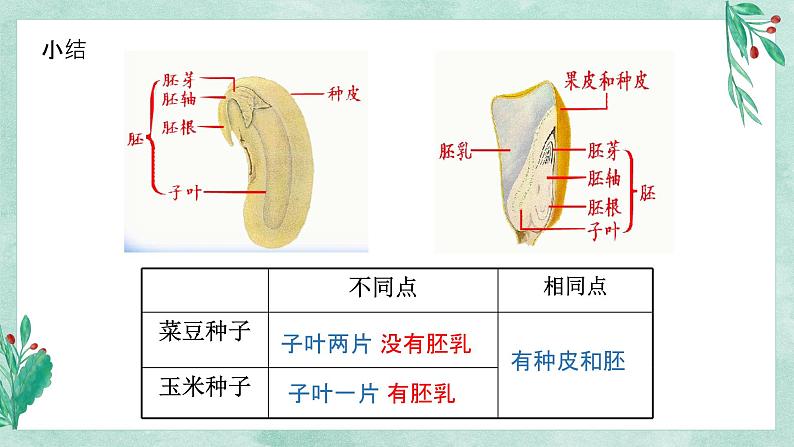 （人教七上）3.1.2 种子植物 by 布林课件PPT第8页