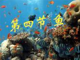 人教版生物八年级上册课件：5.1.4鱼