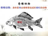 人教版生物八年级上册课件：5.1.4鱼
