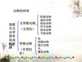 人教版生物八年级上册课件：5.1.4鱼