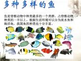 人教版生物八年级上册课件：5.1.4鱼