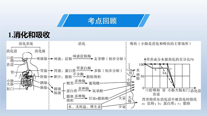 广东中考生物复习课件专题二生物圈中的人第3页