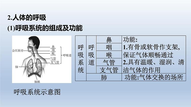 广东中考生物复习课件专题二生物圈中的人第4页