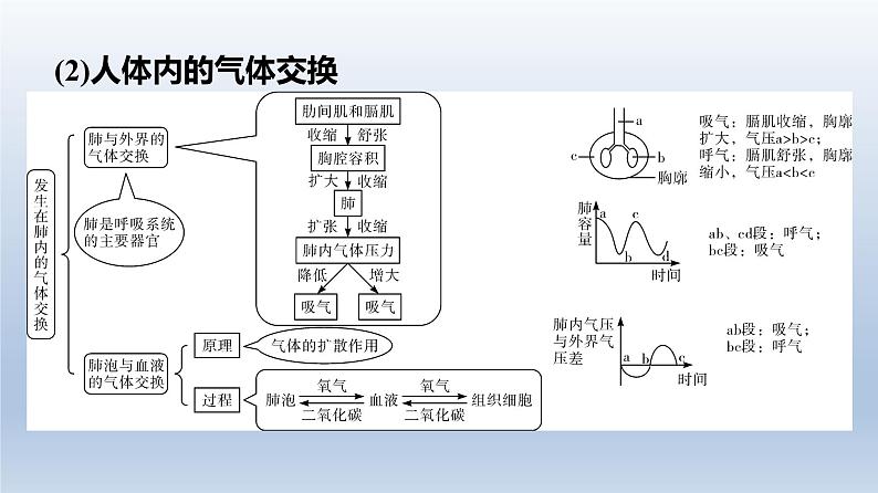 广东中考生物复习课件专题二生物圈中的人第5页