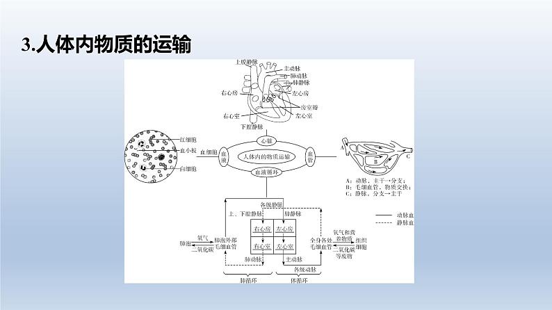 广东中考生物复习课件专题二生物圈中的人第6页