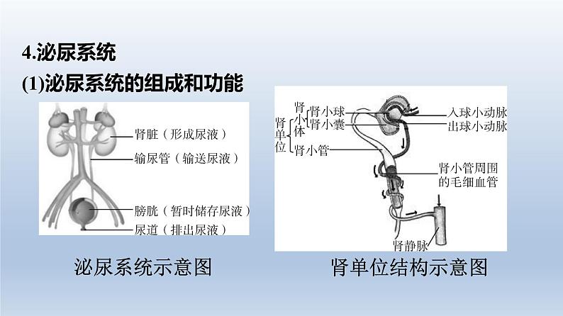 广东中考生物复习课件专题二生物圈中的人第7页