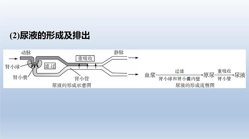 广东中考生物复习课件专题二生物圈中的人第8页