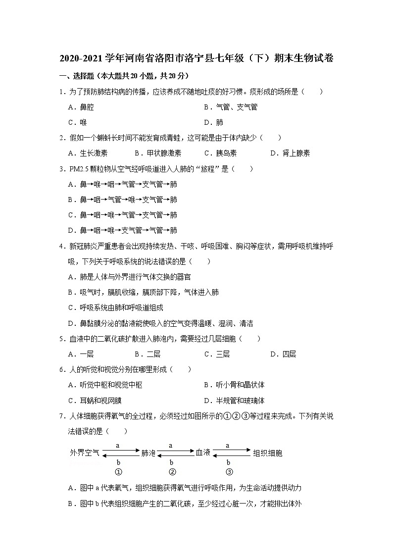 河南省洛阳市洛宁县2020-2021学年七年级下学期期末考试生物试卷（WORD版，含答案）01