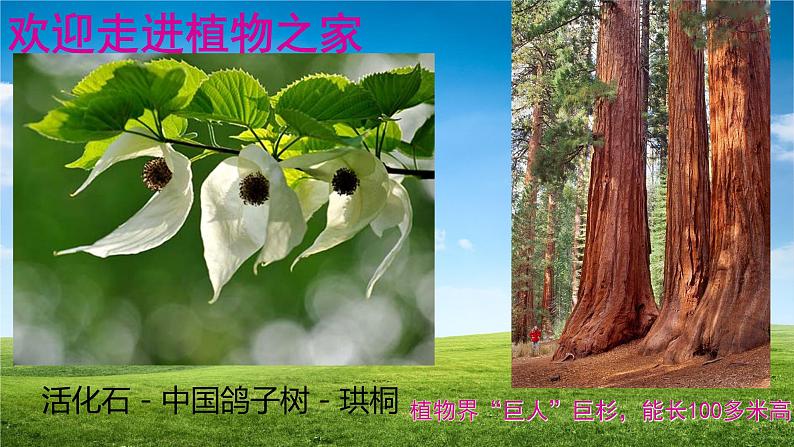 七年级生物-【开学第一课】2021年初中秋季开学指南之爱上生物课（全国通用）课件PPT第8页