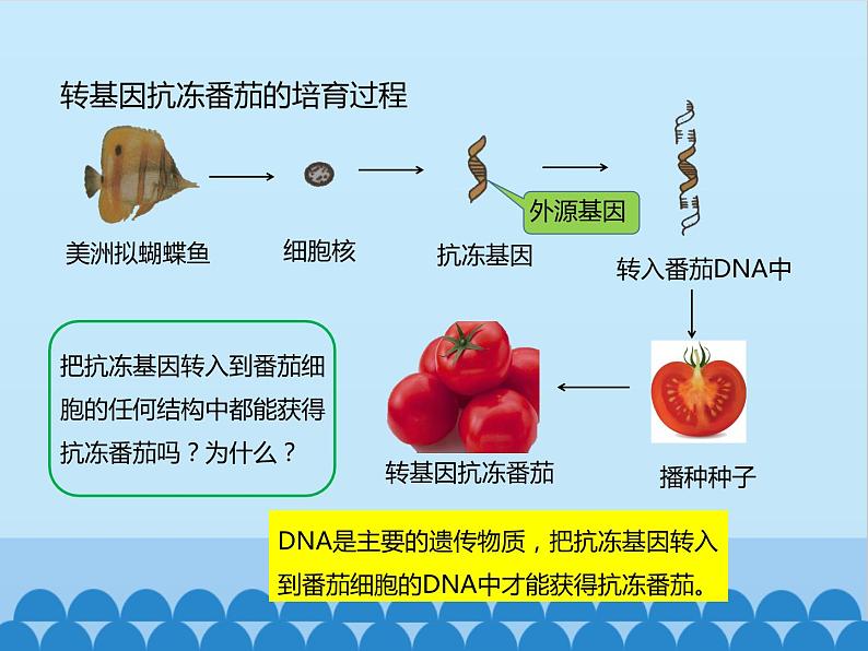 济南版生物八年级下册7.2.1基因工程课件07