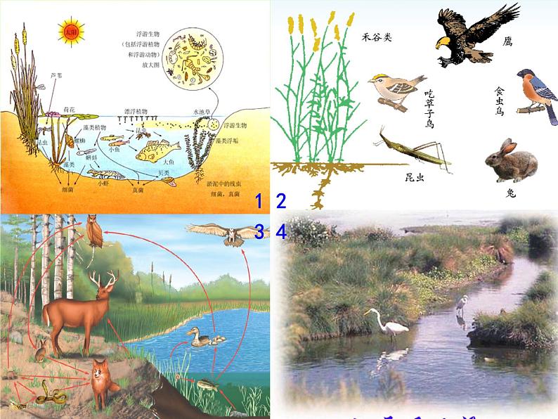 济南版生物八年级下册6.2.1生态系统的组成课件第7页