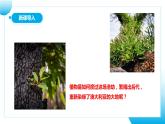 【核心素养目标】人教版初中生物八年级下册7.1.1《植物的生殖》课件+视频+教学设计+同步分层练习（含答案）