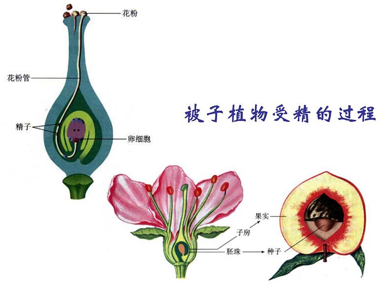 鲁科版（五四学制）生物七年级上册 4.1.2 人 的 生 殖 课件第2页