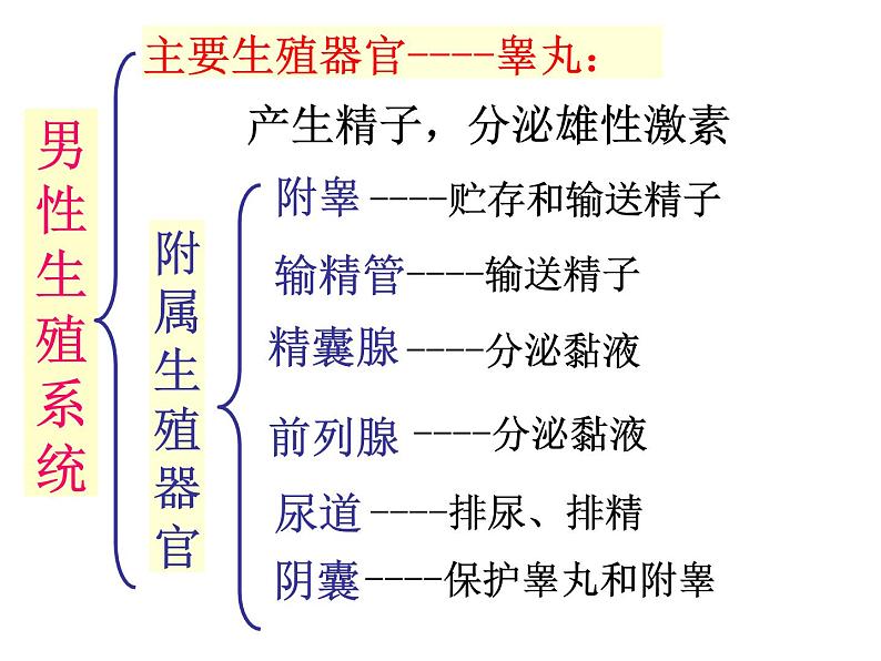 鲁科版（五四学制）生物七年级上册 4.1.2 人 的 生 殖 课件第5页