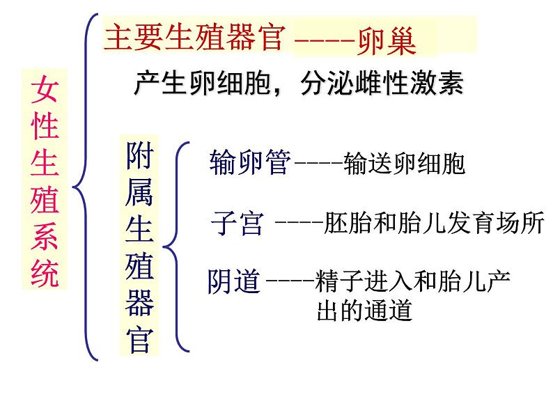 鲁科版（五四学制）生物七年级上册 4.1.2 人 的 生 殖 课件第6页