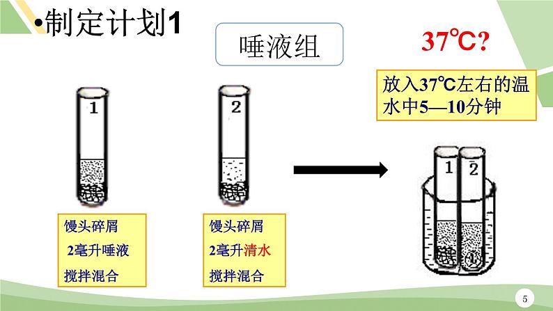 鲁科版（五四学制）生物七年级上册 4.2.2 消化和吸收---探究_馒头在口腔中的变化  课件第5页