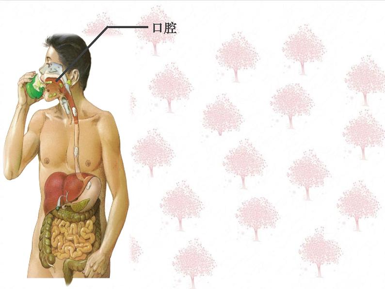 鲁科版（五四学制）生物七年级上册 4.2.2 消化和吸收  课件第7页