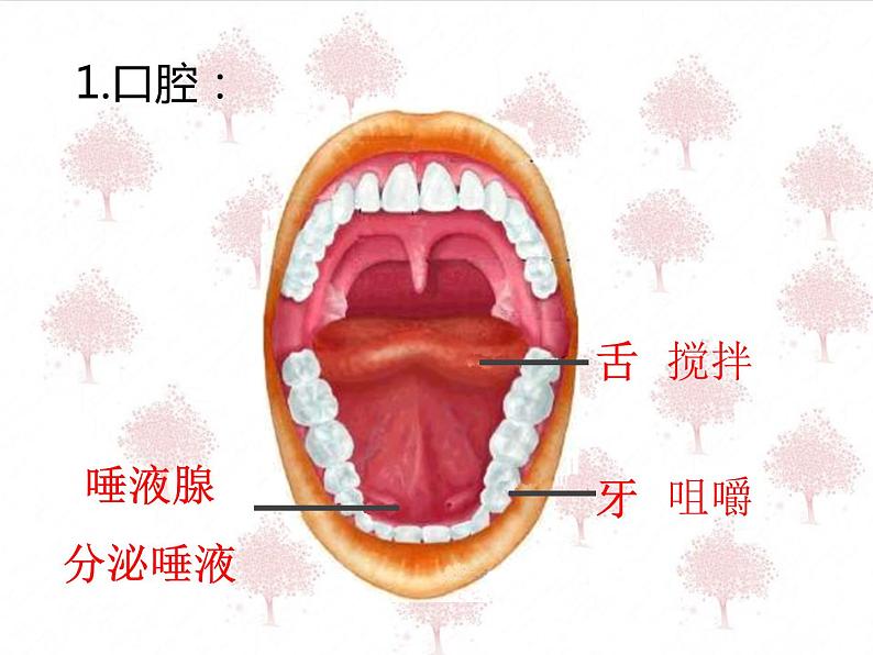 鲁科版（五四学制）生物七年级上册 4.2.2 消化和吸收  课件第8页