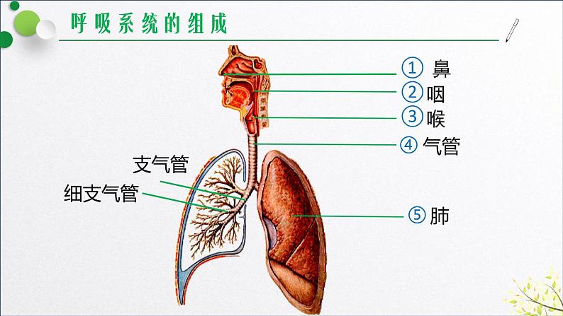 鲁科版（五四学制）生物七年级上册 4.3.1 呼吸道对空气的处理   课件04