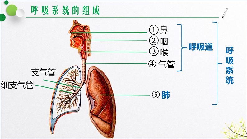 鲁科版（五四学制）生物七年级上册 4.3.1 呼吸道对空气的处理   课件05