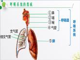 鲁科版（五四学制）生物七年级上册 4.3.1 呼吸道对空气的处理   课件