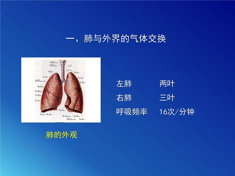 鲁科版（五四学制）生物七年级上册 4.3.2 发生在肺内的气体交换 课件(1)06