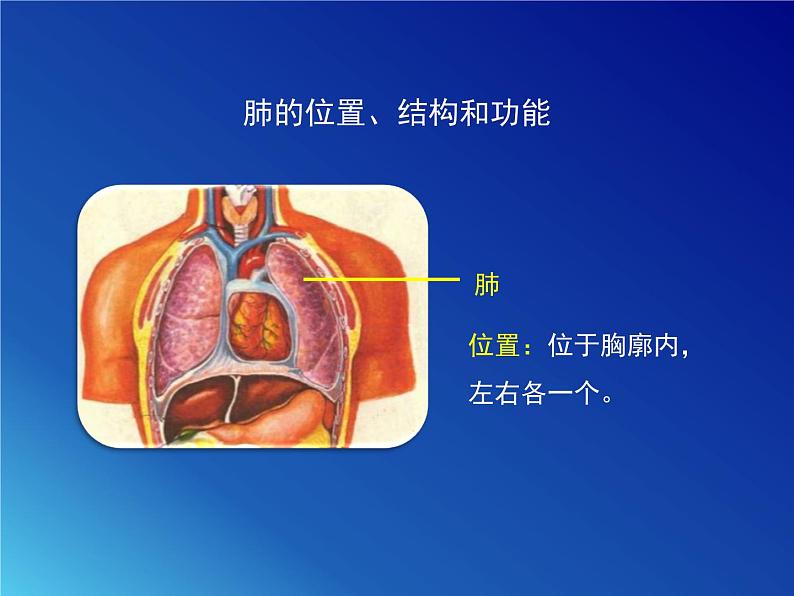 鲁科版（五四学制）生物七年级上册 4.3.2 发生在肺内的气体交换 课件(1)07