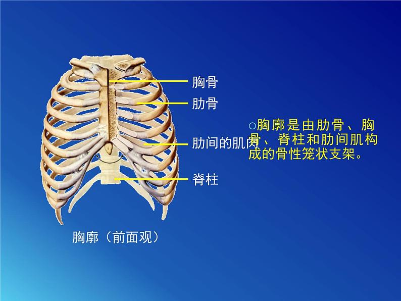 鲁科版（五四学制）生物七年级上册 4.3.2 发生在肺内的气体交换 课件(1)08