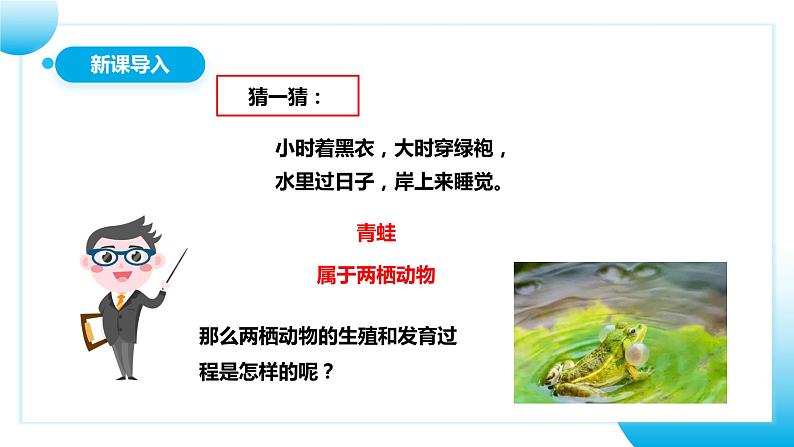 【核心素养目标】人教版初中生物八年级下册7.1.3《两栖动物的生殖和发育》课件+视频+教学设计+同步分层练习（含答案）03