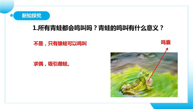 【核心素养目标】人教版初中生物八年级下册7.1.3《两栖动物的生殖和发育》课件+视频+教学设计+同步分层练习（含答案）08