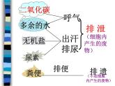 人教版 七年级下册 生物 第四单元 第五章 人体内废物的排出课件PPT