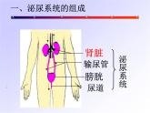 人教版 七年级下册 生物 第四单元 第五章 人体内废物的排出课件PPT