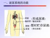 人教版 七年级下册 生物 第四单元 第五章 人体内废物的排出课件PPT