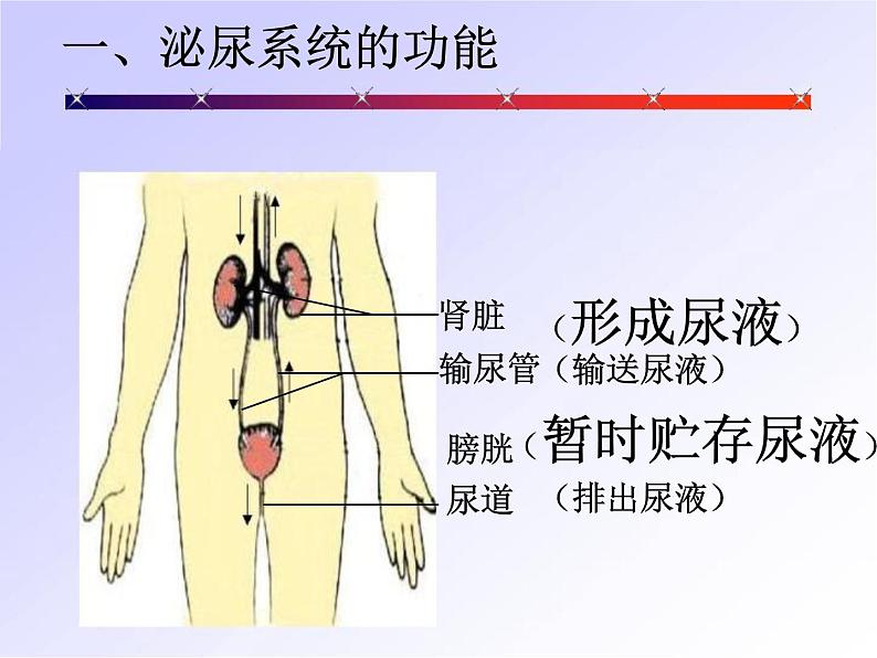 人教版 七年级下册 生物 第四单元 第五章 人体内废物的排出课件PPT第5页