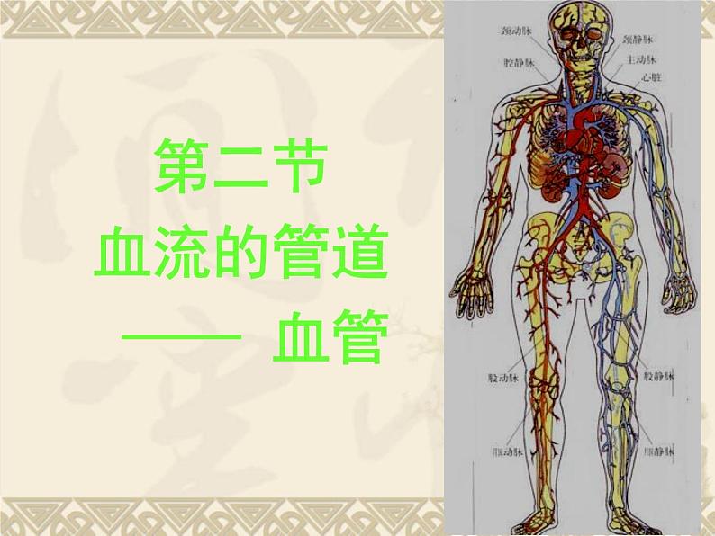 人教版 七年级下册 生物 第四单元 第四章 第二节-血流的管道--血管课件PPT01