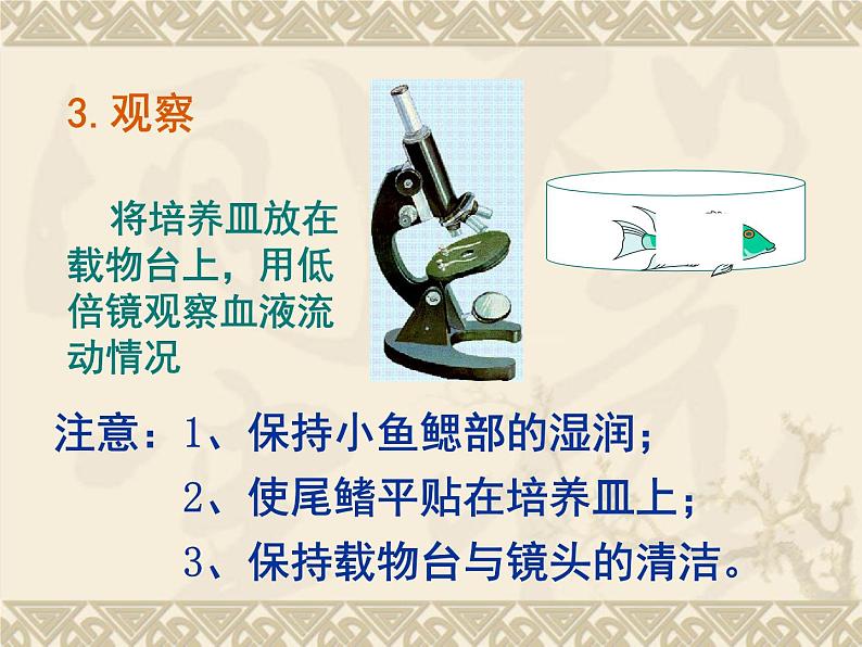 人教版 七年级下册 生物 第四单元 第四章 第二节-血流的管道--血管课件PPT05