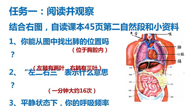 鲁科版（五四学制）生物七年级上册 4.3.2 发生在肺内的气体交换 课件(2)第4页