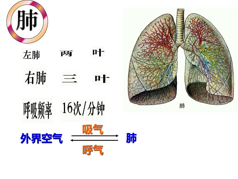 鲁科版（五四学制）生物七年级上册 4.3.2 发生在肺内的气体交换 课件(4)第5页