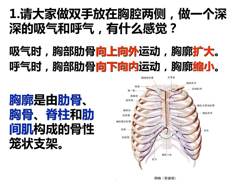 鲁科版（五四学制）生物七年级上册 4.3.2 发生在肺内的气体交换 课件(4)第6页