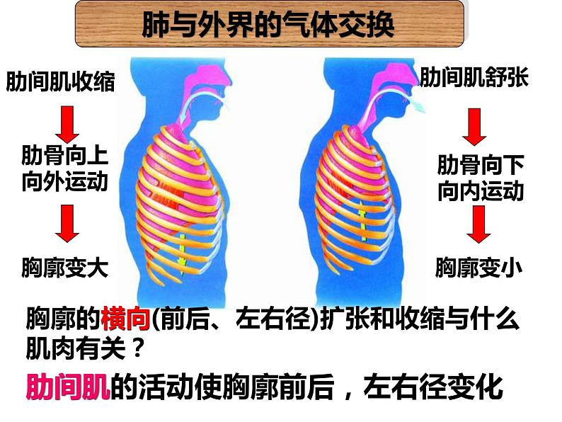 鲁科版（五四学制）生物七年级上册 4.3.2 发生在肺内的气体交换 课件(4)第8页