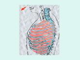 鲁科版（五四学制）生物七年级上册 4.3.2 发生在肺内的气体交换 课件