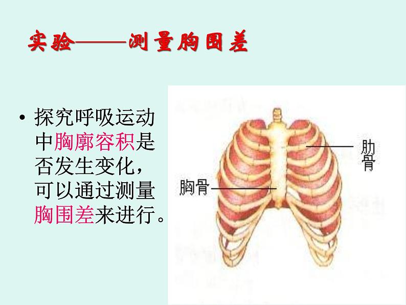 鲁科版（五四学制）生物七年级上册 4.3.2 发生在肺内的气体交换 课件05