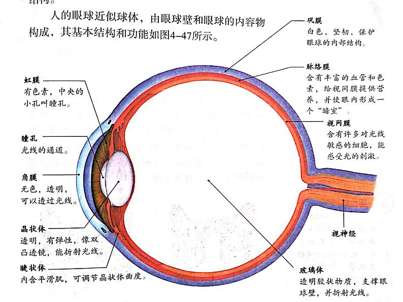 鲁科版（五四学制）生物七年级下册 4.6.1人体对外界环境的感知 课件05