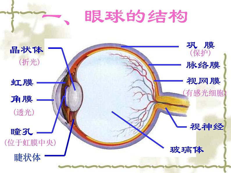 鲁科版（五四学制）生物七年级下册 4.6.1人体对外界环境的感知 课件07